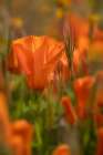California Close-up of California poppy Art Print